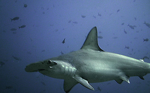 Galapagos Hammerhead Shark